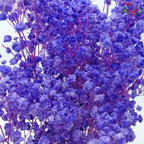 Preserved Baby's Breath