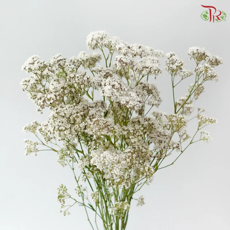 Baby Breath Million Daisy
