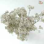 Baby Breath Million Daisy