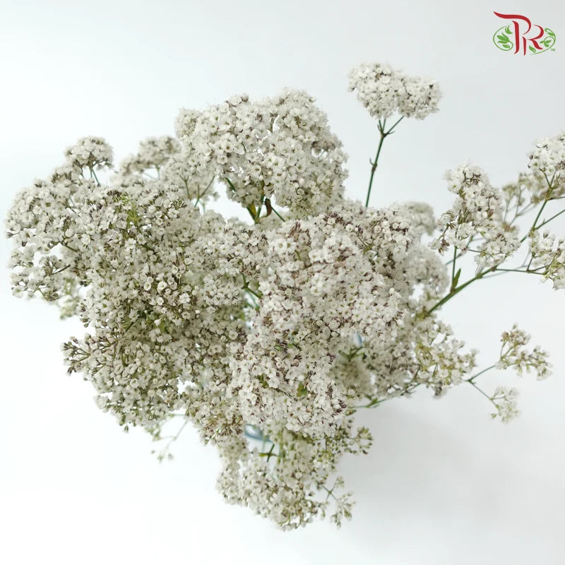 Baby Breath Million Daisy