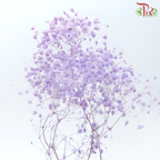 Preserved Baby's Breath