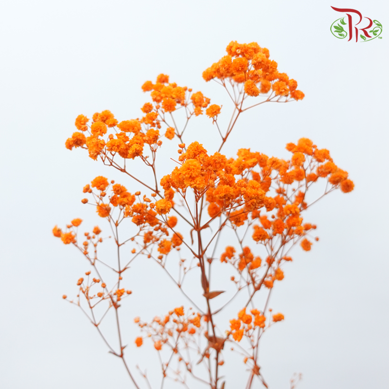 Preserved Baby's Breath