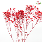 Preserved Baby's Breath