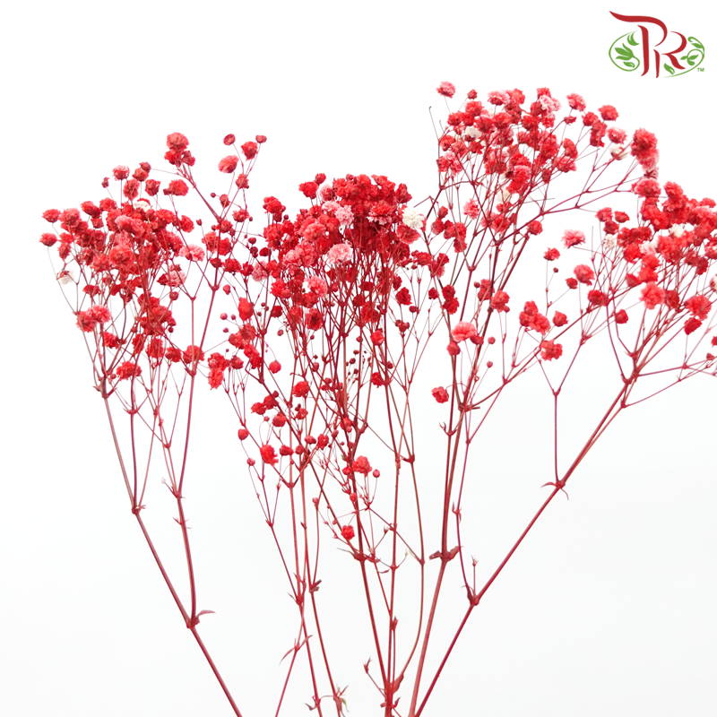 Preserved Baby's Breath
