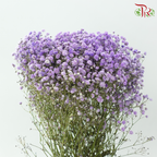 Baby's Breath Dyed 《满天星》