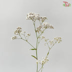 Baby Breath Million Daisy