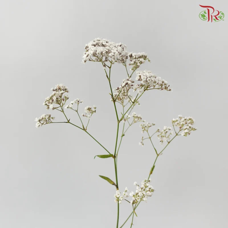 Baby Breath Million Daisy