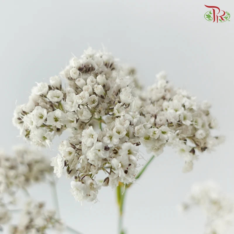 Baby Breath Million Daisy