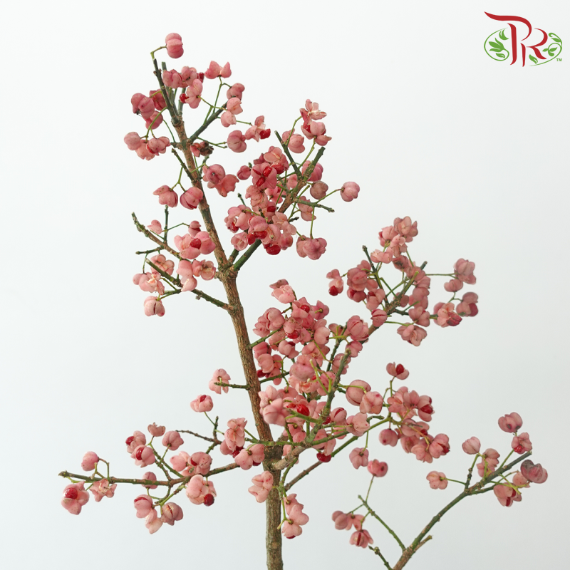 Euonymus Maackii