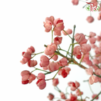 Euonymus Maackii
