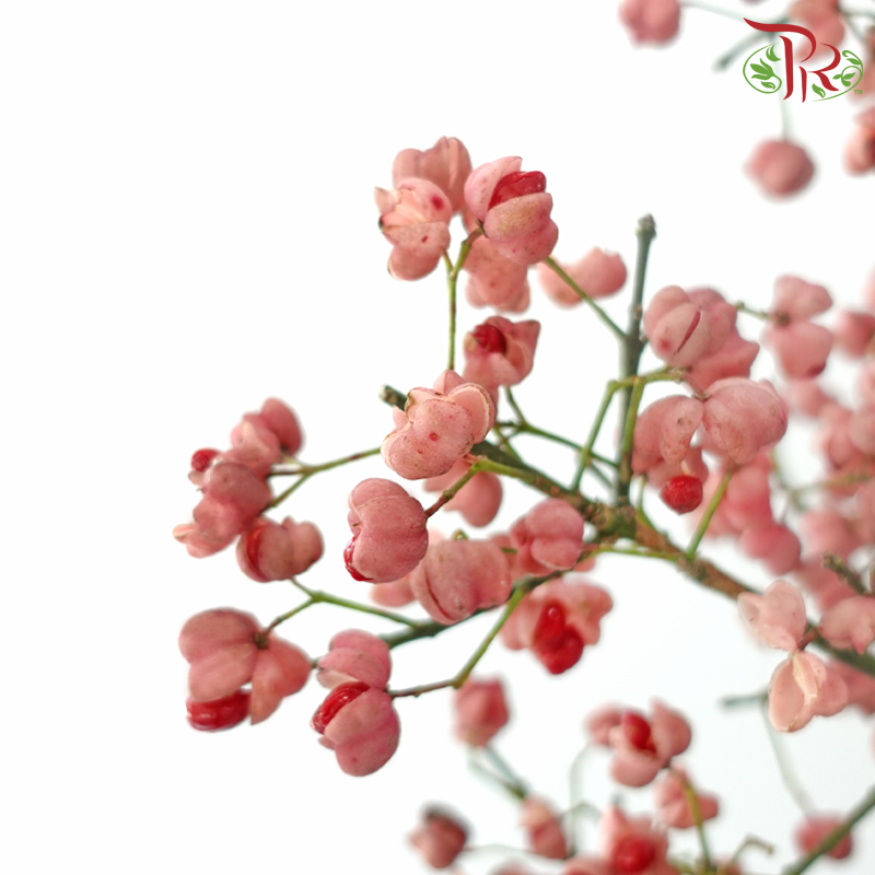 Euonymus Maackii