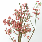 Euonymus Maackii