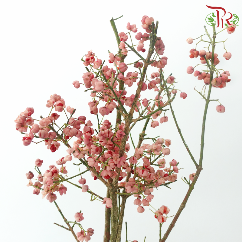 Euonymus Maackii