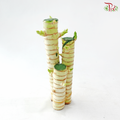 3in1 Dragon Bamboo H20 《3in1 龙头文昌竹》