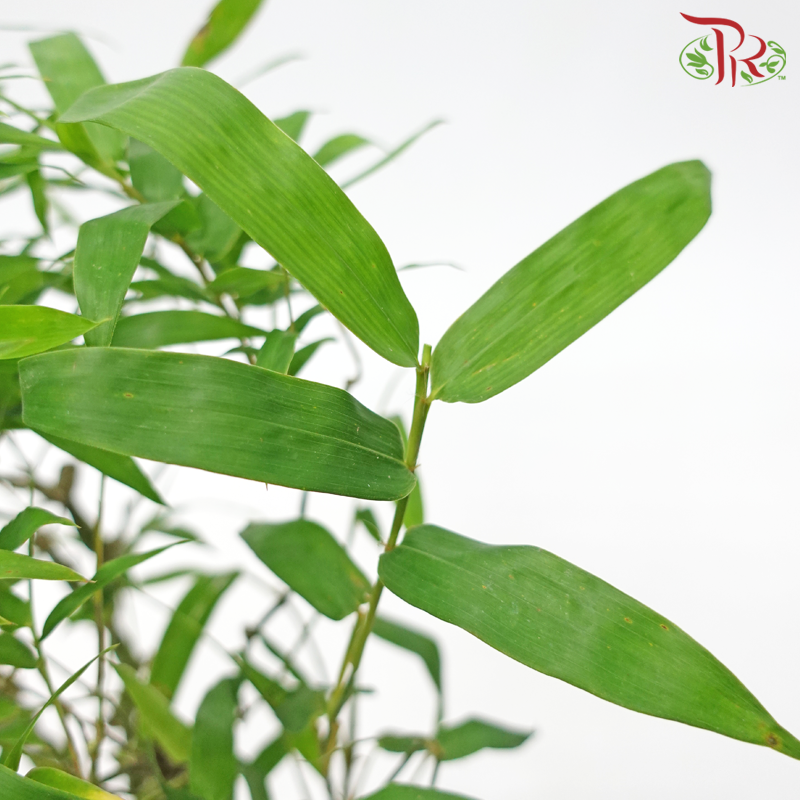 Bambusa Ventricosa (Kokedama)-Complementary with white pot《葫芦竹-苔玉》 - Pudu Ria Florist