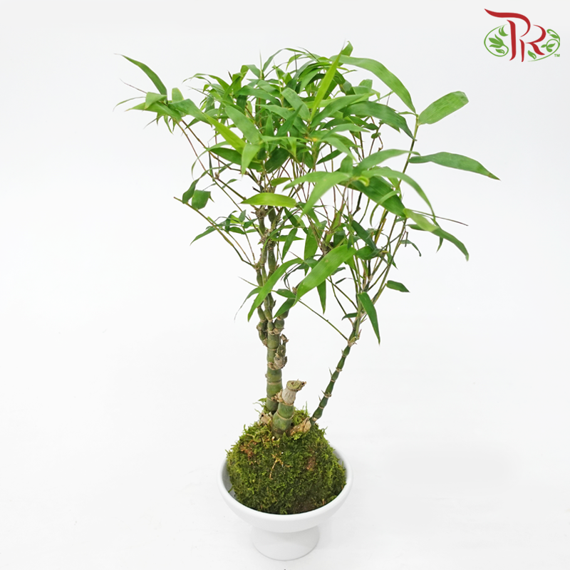 Bambusa Ventricosa (Kokedama)-Complementary with white pot《葫芦竹-苔玉》 - Pudu Ria Florist