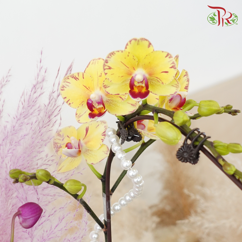 【RAYA 2026】Raya Delight