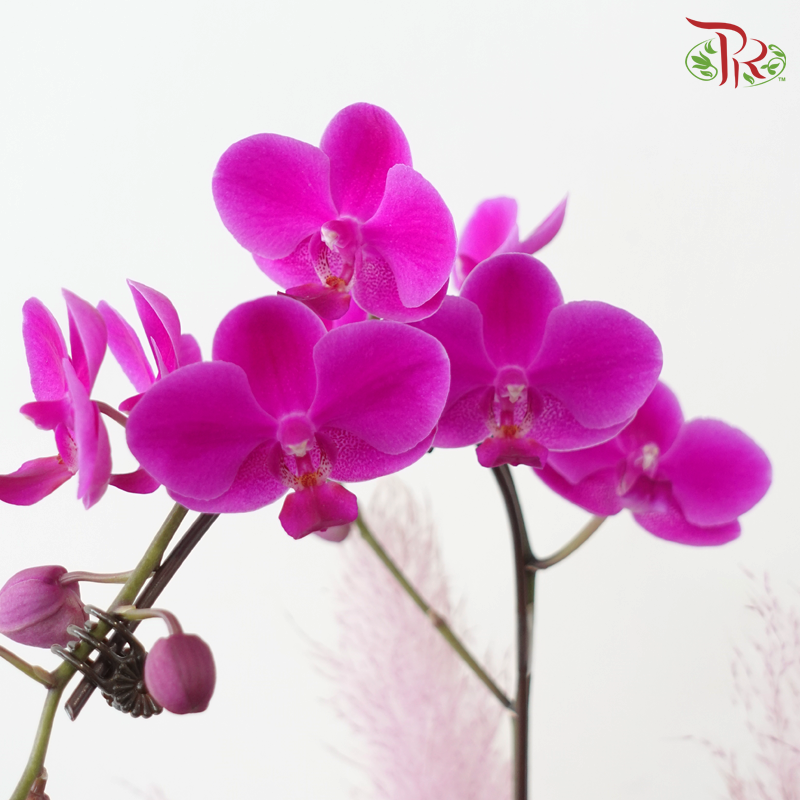 【RAYA 2026】Raya Delight