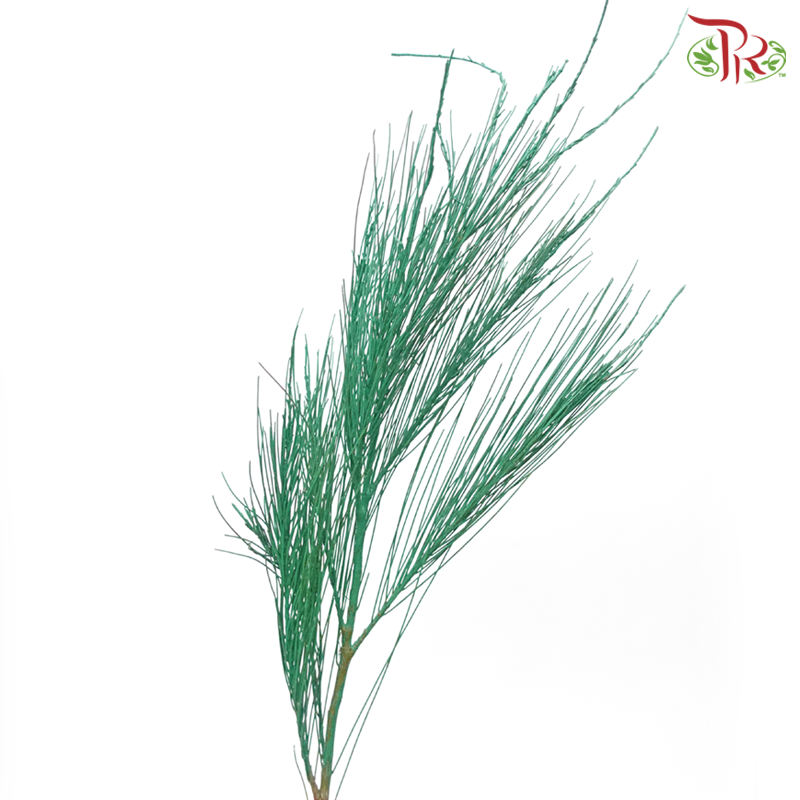 Beefwood Xmas Dyed - Green (5 Stems) - Pudu Ria Florist
