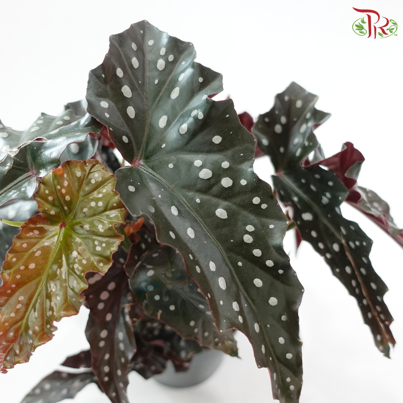 Begonia Black Forest《黑叶秋海棠》