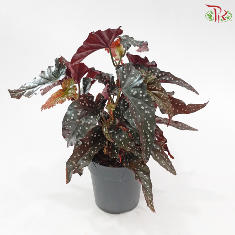 Begonia Black Forest《黑叶秋海棠》