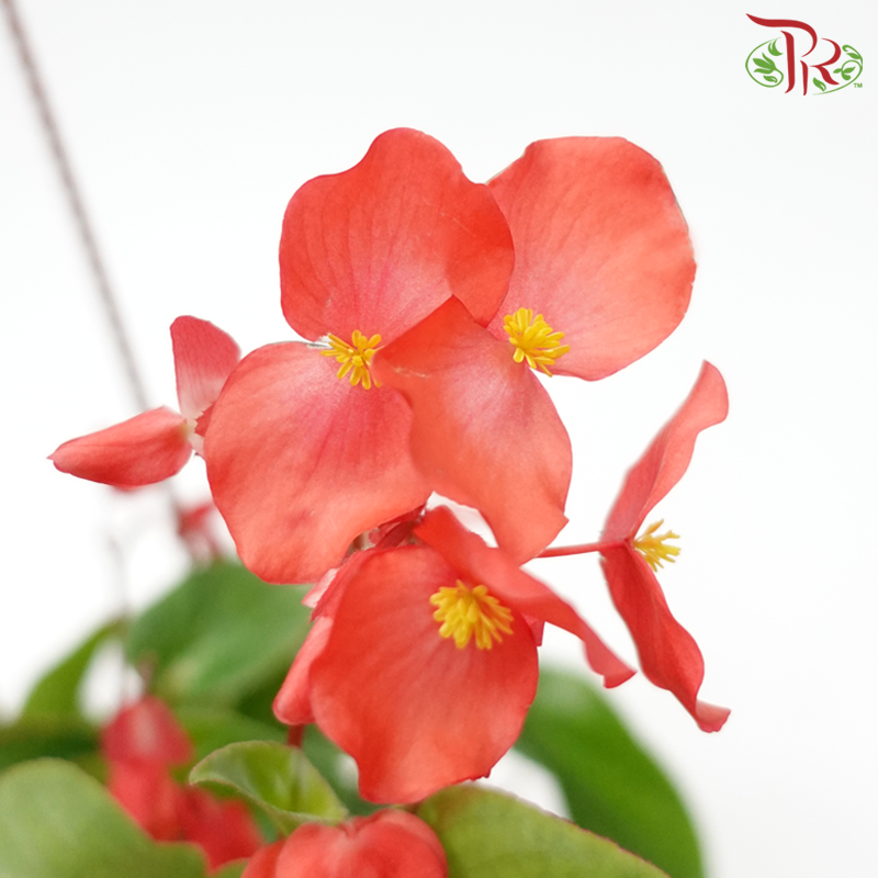 Begonia Dragon Wing《龙翅秋海棠》