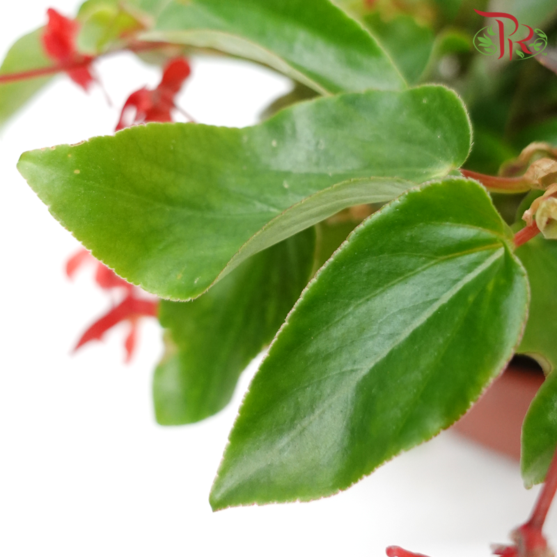 Begonia Dragon Wing《龙翅秋海棠》