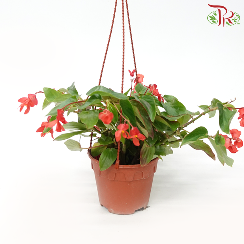 Begonia Dragon Wing《龙翅秋海棠》