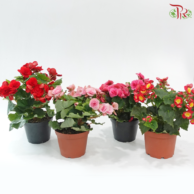 Begonia Elatior《丽格秋海棠》(Random Color)