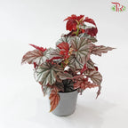 Begonia Highway《海威秋海棠》
