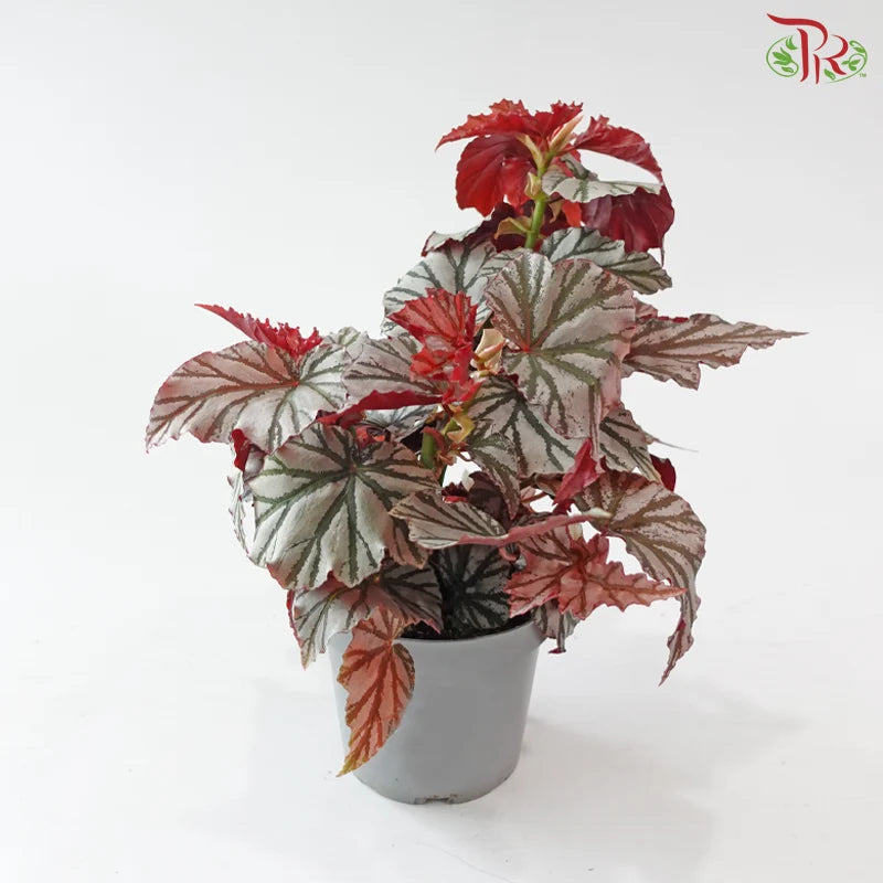 Begonia Highway《海威秋海棠》