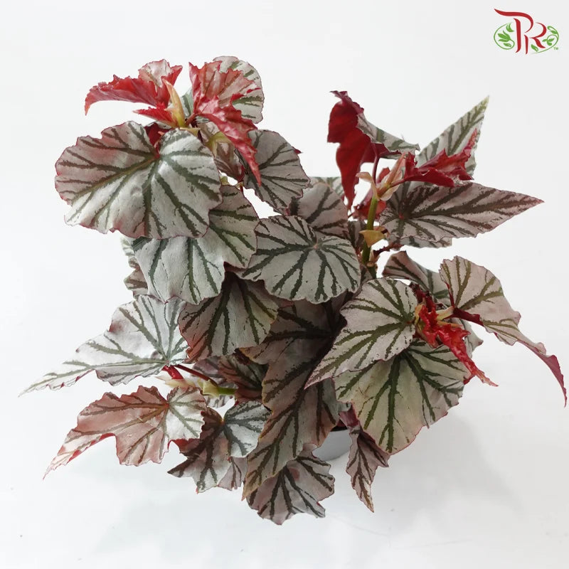 Begonia Highway《海威秋海棠》