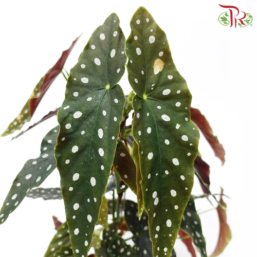Begonia Maculata《鳟鱼秋海棠》 - Pudu Ria Florist