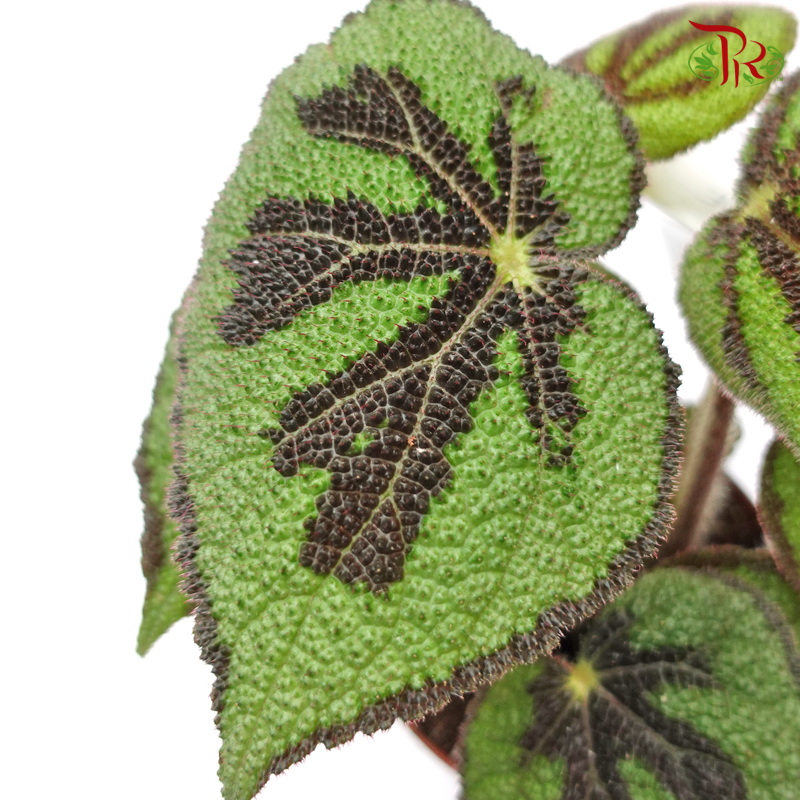 Begonia Masoniana Lonely Rock《彩纹秋海棠》 12cm - Pudu Ria Florist