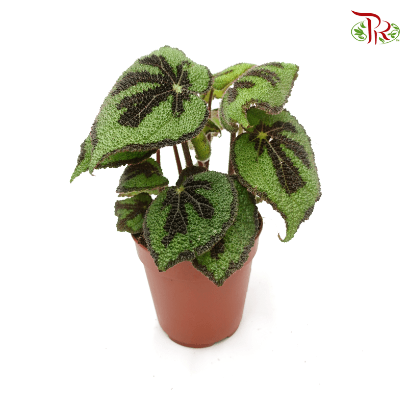 Begonia Masoniana Lonely Rock《彩纹秋海棠》 12cm - Pudu Ria Florist
