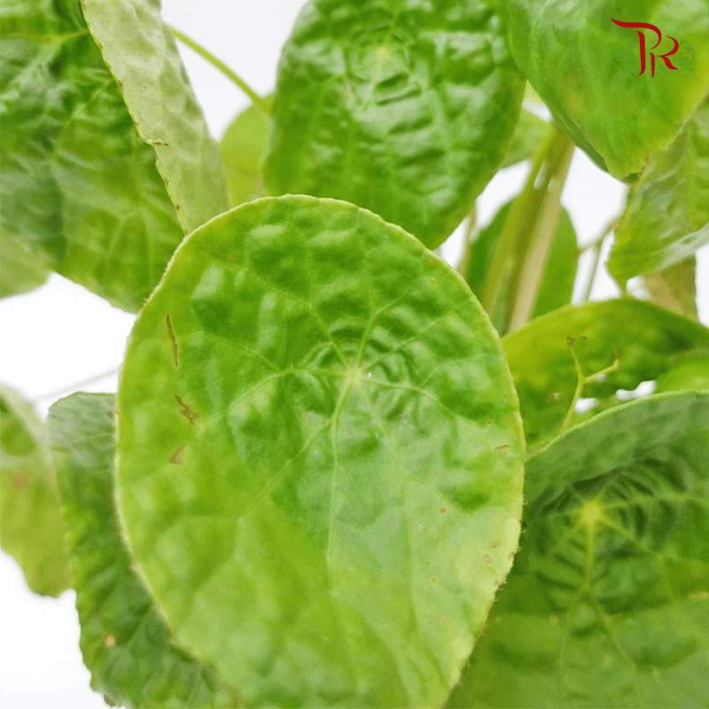 Begonia Phuthoensis 《富壽秋海棠》 - Pudu Ria Florist
