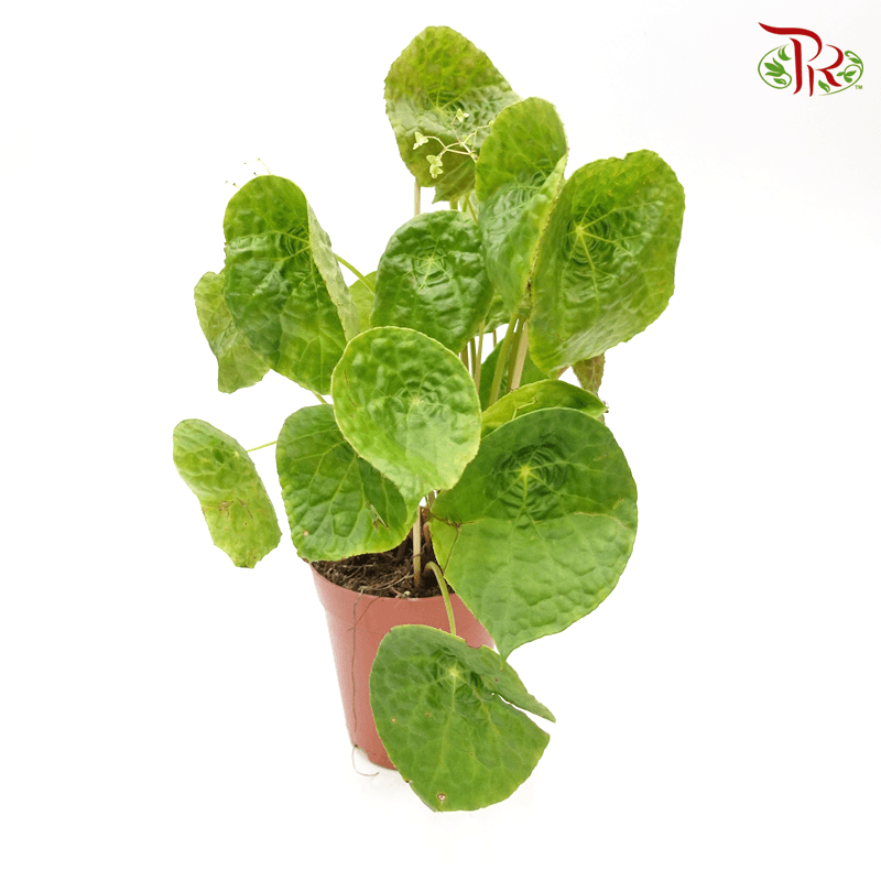 Begonia Phuthoensis 《富壽秋海棠》 - Pudu Ria Florist