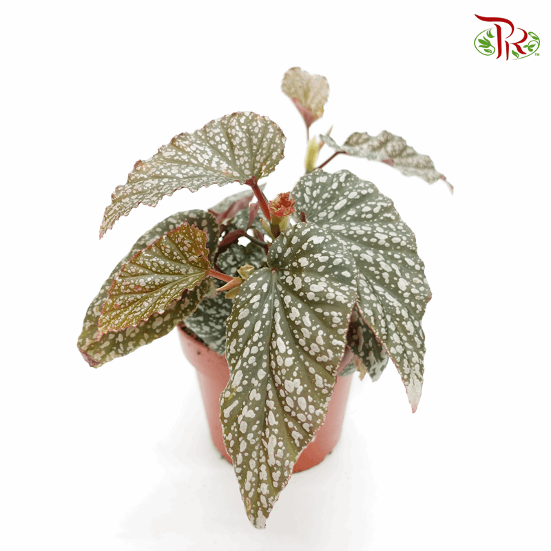 Begonia Silver Spot  《银色波点秋海棠》