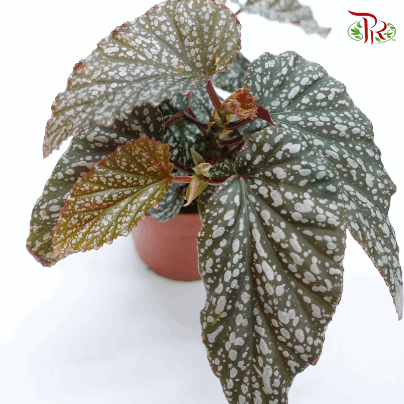 Begonia Silver Spot  《银色波点秋海棠》