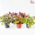 Begonia Rex J01《秋海棠》 (Random Select)
