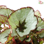 Begonia Rex J01《秋海棠》 (Random Select)