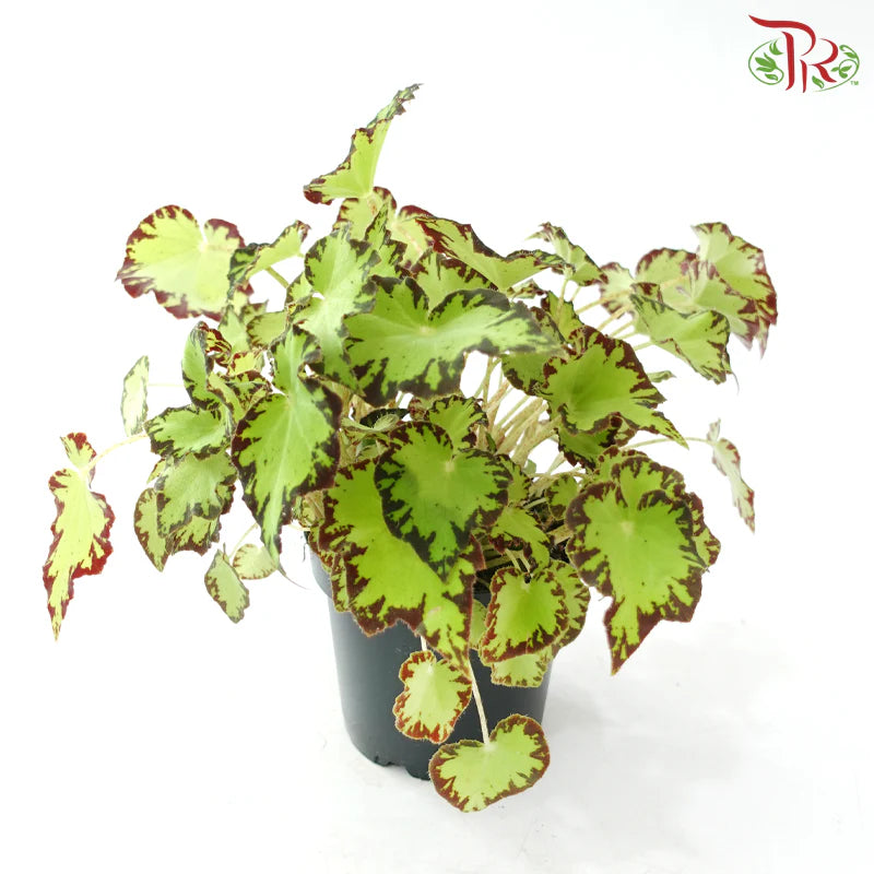 Begonia Rex J01《秋海棠》 (Random Select)