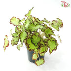 Begonia Rex J01《秋海棠》 (Random Select)