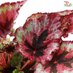 Begonia Rex J01《秋海棠》 (Random Select)