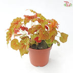 Begonia Rex J01《秋海棠》 (Random Select)