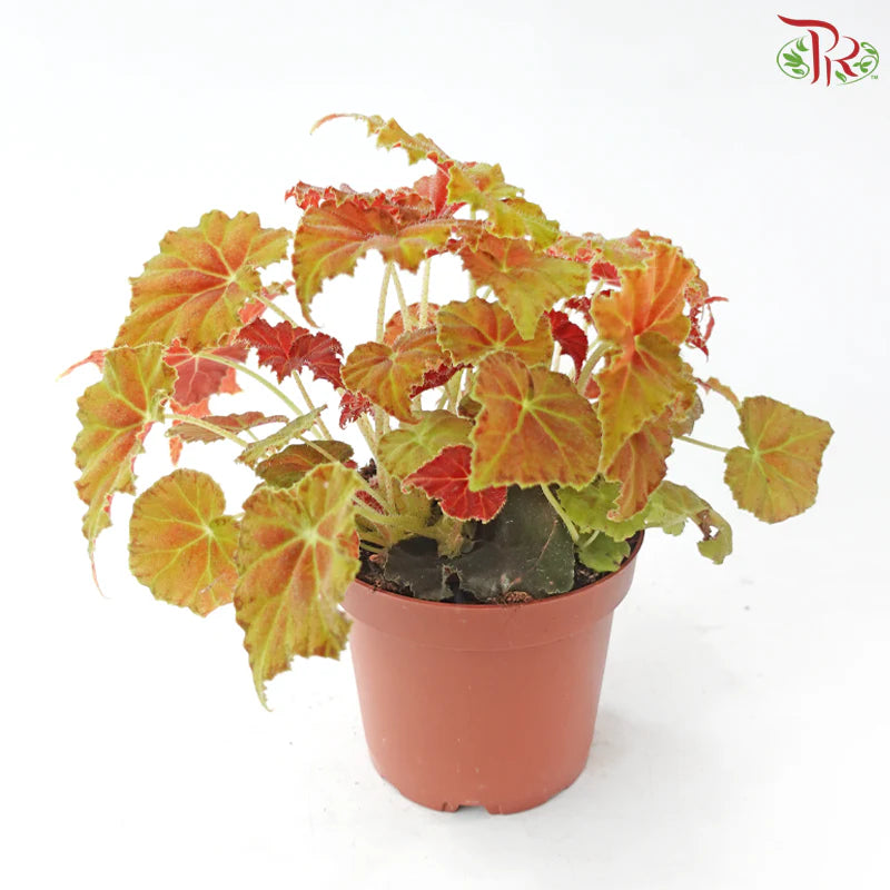 Begonia Rex J01《秋海棠》 (Random Select)