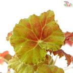 Begonia Rex J01《秋海棠》 (Random Select)
