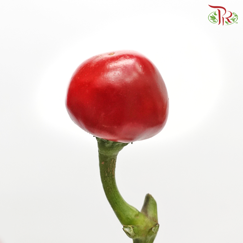 Mountain Pepper Fruit (Per Bunch) - Pudu Ria Florist