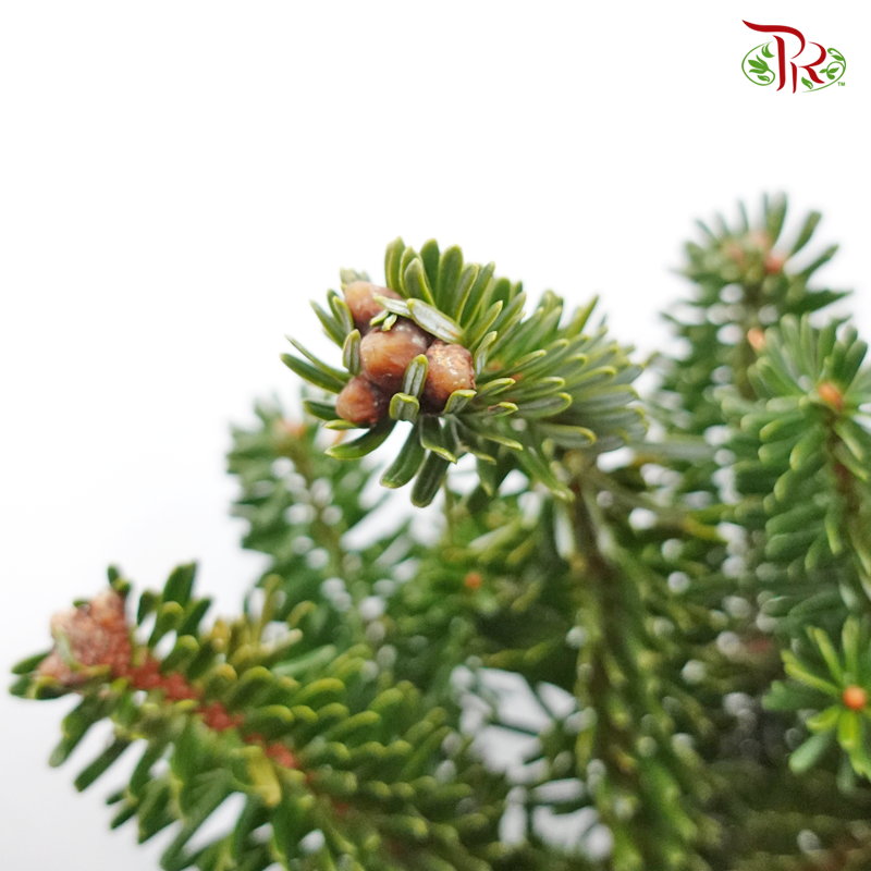 Besson Leaf - (Per Bunch) - Pudu Ria Florist