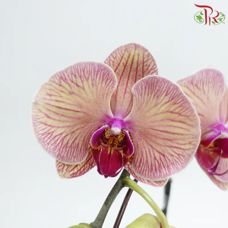 Big Single Stem Phalaenopsis Orchid